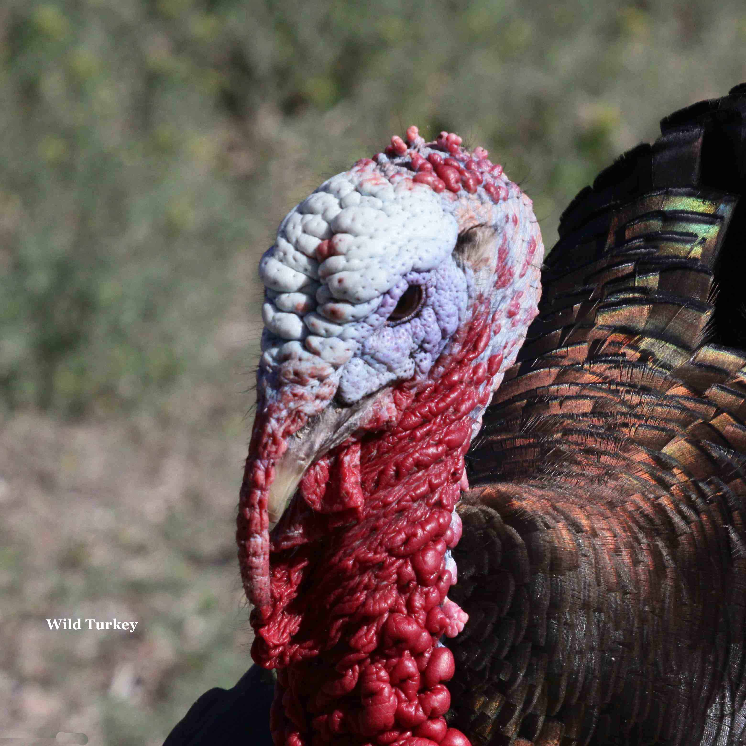 Wild Turkey 8124.jpg